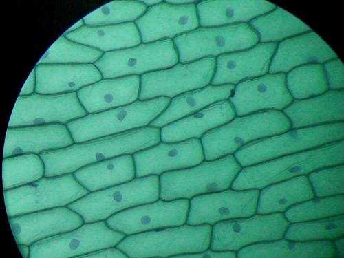 yangcong，洋葱表皮细胞结构图！